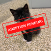 ADOPTION PENDING - 2021-09-22T133919.716.png