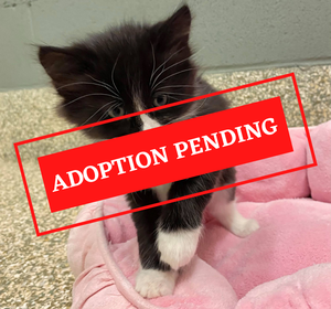 ADOPTION PENDING - 2021-09-22T134302.050.png