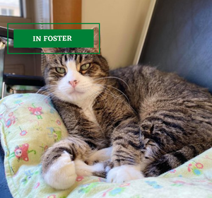 ADOPTION PENDING - 2021-09-24T152328.495.png