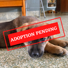 ADOPTION PENDING - 2021-10-08T093251.440.png