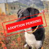 ADOPTION PENDING - 2021-10-15T103352.215.png