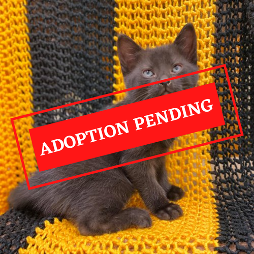 ADOPTION PENDING - 2021-10-15T144328.730.png