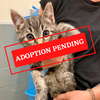 ADOPTION PENDING - 2021-10-20T153355.396.png