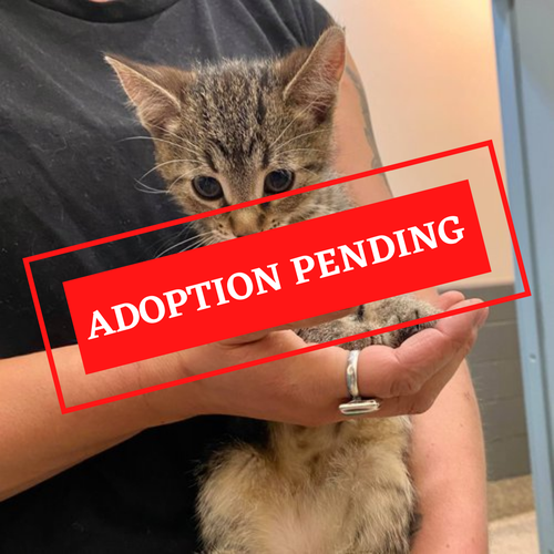 ADOPTION PENDING - 2021-10-20T154937.867.png