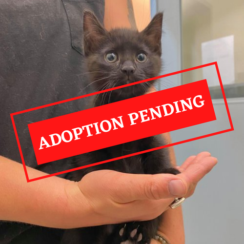 ADOPTION PENDING - 2021-10-20T155024.428.png