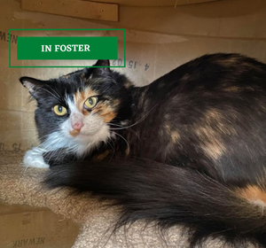 ADOPTION PENDING - 2021-10-22T105147.179.png