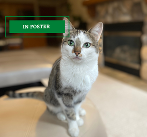 ADOPTION PENDING - 2021-10-23T123651.096.png