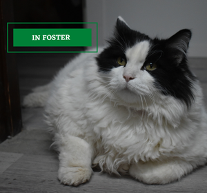 ADOPTION PENDING - 2021-11-27T122650.933.png