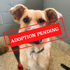 ADOPTION PENDING - 2021-12-01T123242.417.png