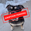 ADOPTION PENDING - 2021-12-14T143523.475.png