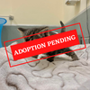 ADOPTION PENDING - 2022-01-06T132701.829.png