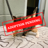 ADOPTION PENDING - 2022-01-06T133019.987.png