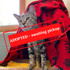 ADOPTION PENDING - 2022-01-11T130353.133.png