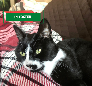 ADOPTION PENDING - 2022-02-14T152914.858.png