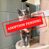 ADOPTION PENDING - 2022-03-14T140044.637.png