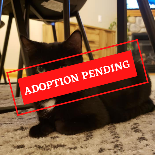 ADOPTION PENDING - 2022-04-25T091510.343.png