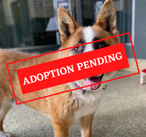 ADOPTION PENDING - 2022-05-05T092459.240.png