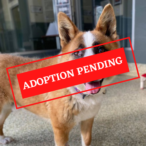 ADOPTION PENDING - 2022-05-05T092459.240.png