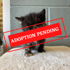 ADOPTION PENDING - 2022-05-11T153035.441.png