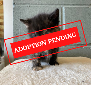 ADOPTION PENDING - 2022-05-11T153035.441.png