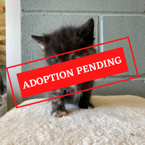 ADOPTION PENDING - 2022-05-11T153035.441.png