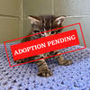 ADOPTION PENDING - 2022-05-26T143145.007.png