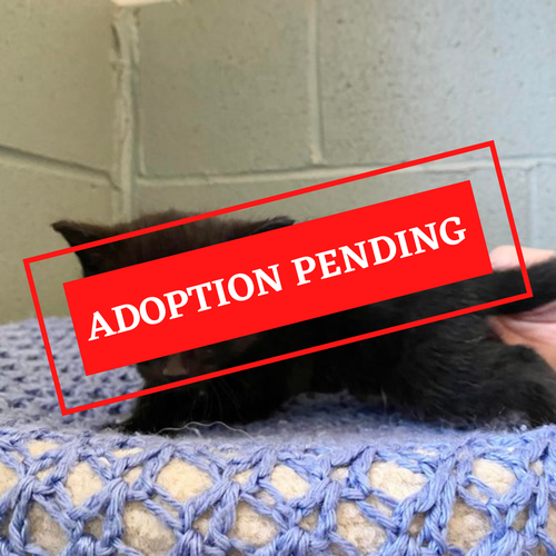 ADOPTION PENDING - 2022-06-06T095845.151.png