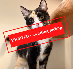 ADOPTION PENDING - 2022-06-17T152224.005.png