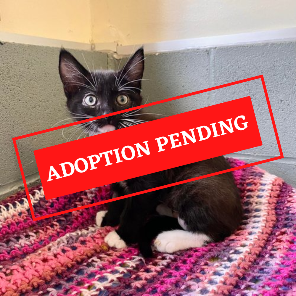 Basil BVSPCA basil-bvspca