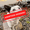 ADOPTION PENDING - 2022-09-23T140331.010