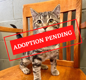 ADOPTION PENDING - 2022-11-16T134020.531