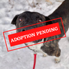 ADOPTION PENDING - 2023-01-19T155141.445