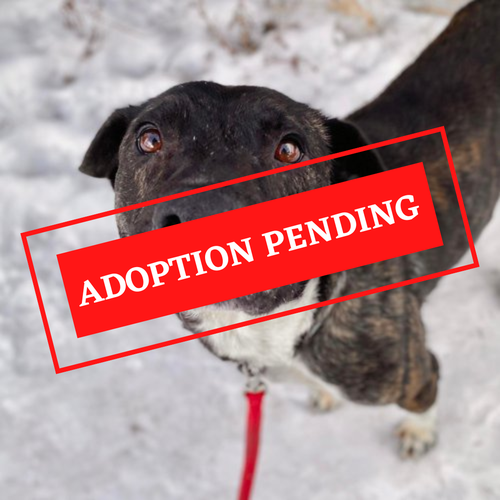 ADOPTION PENDING - 2023-01-19T155141.445