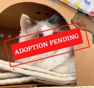 ADOPTION PENDING - 2023-01-31T153013.714