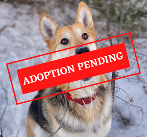 ADOPTION PENDING - 2023-03-03T122838.891