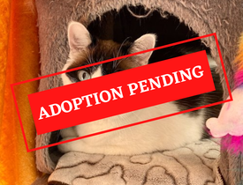 ADOPTION PENDING - 2023-03-17T132721.767