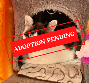 ADOPTION PENDING - 2023-03-17T132721.767