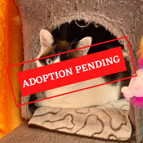 ADOPTION PENDING - 2023-03-17T132721.767