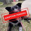 ADOPTION PENDING - 2023-06-28T135739.588