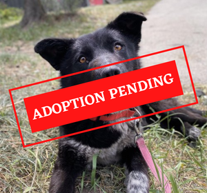 ADOPTION PENDING - 2023-06-28T135739.588
