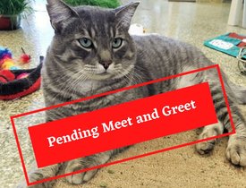 ADOPTION PENDING (1)