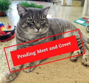 ADOPTION PENDING (1)