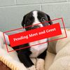 ADOPTION PENDING (10)