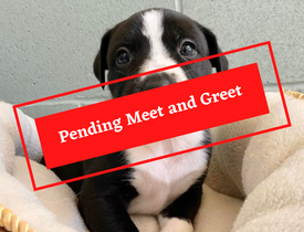 ADOPTION PENDING (10)