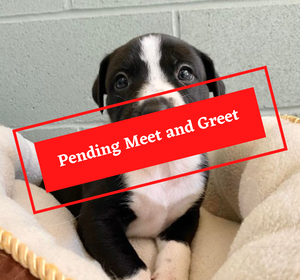 ADOPTION PENDING (10)