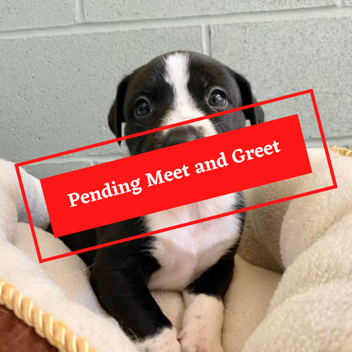 ADOPTION PENDING (10)