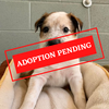 ADOPTION PENDING (13)