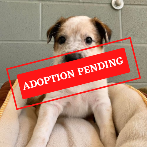 ADOPTION PENDING (13)