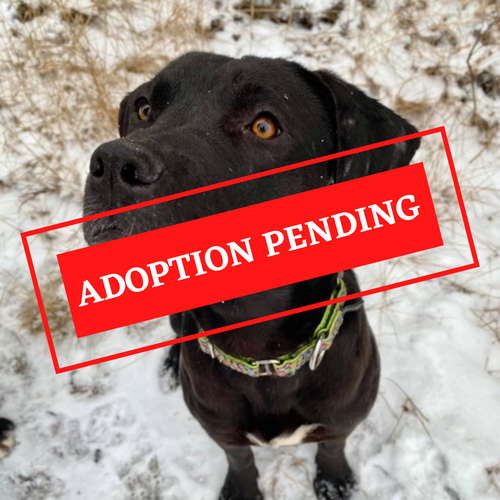 ADOPTION PENDING (14).png