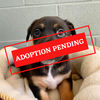 ADOPTION PENDING (14)